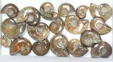 Lot: kg Iridescent, Red Flash Ammonites (-) - Pieces #82484-2